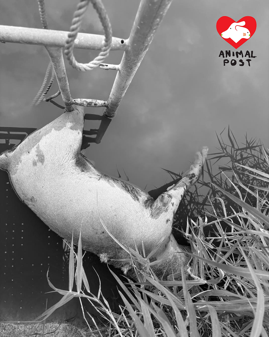 狗狗昨日被發現於池塘身亡。