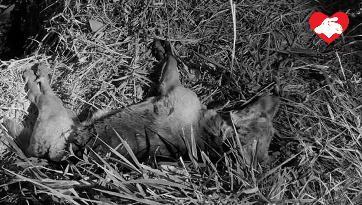 BLui死前跑進沼澤,然後突然死亡。