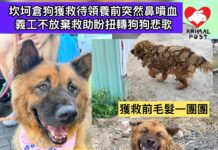 坎坷倉狗獲救待領養前突然鼻噴血 義工不放棄救助盼扭轉狗狗悲歌