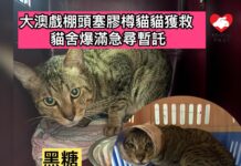 大澳戲棚頭塞膠樽貓貓獲救 貓舍爆滿急尋暫託