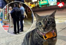 旺角藥房貓店長阻B突失蹤 傳被兩女子抱走兼弄停AirTag