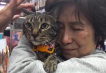 旺角藥房明星貓阻B終尋回 疑被兩名旅客誤以為流浪貓抱走