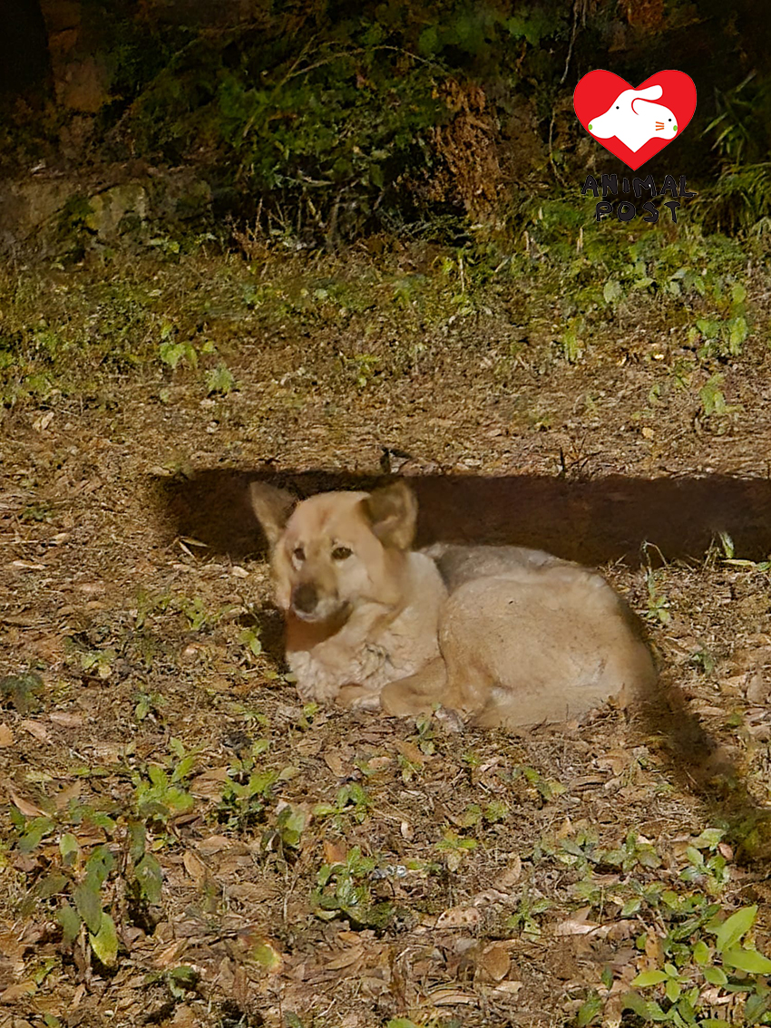 近月在白石角繞圈奔跑的狗狗,等不及救援,終究被車撞死。