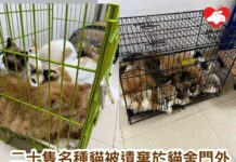 20隻名種貓被遺棄於貓舍門外 病貓們貓疊貓塞滿兩鐵籠