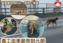 義工由東廊救到元朗 兩公路狂奔狗狗先後獲救