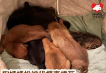 狗媽媽慘被貨櫃車撞死 四狗BB失去母愛急尋領養