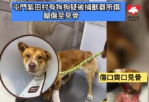 屯門柴田村有狗狗疑被捕獸器所傷 腳傷至見骨