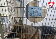 工作犬也需要愛 為屋苑巡邏多年狗狗退役尋家