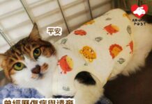 經歷傷病被遺棄仍堅強樂觀 貓貓克服身心創傷尋領養
