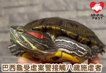 巴西龜被虐案警接觸八歲施虐者 男童稱怕龜凍遂淋熱水