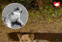 近月白石角繞圈奔跑狗狗終等不及救援 今早於高速公路慘被車撞死