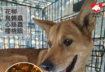 頑強戰勝四惡疾 狗狗尋暫託家庭學過正常生活