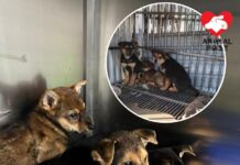 三倉狗BB擺脫鐵籠 暫寄住獸醫診所急尋暫託家庭