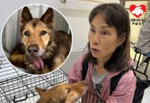 失聰狗狗臨老患惡性腫瘤 沙律媽陪伴他與病魔作戰