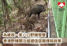為一家八口野豬被殺發聲 香港野豬關注組遞信促漁護署撤回撲殺政策