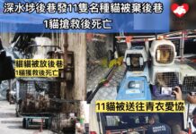 深水埗後巷發現11隻名種貓被棄後巷 1貓搶救後死亡