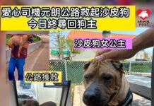 愛心司機元朗公路救起沙皮狗 今日終尋回狗主