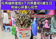 旺角藥房明星貓阻B下月原慶祝6歲生日 粉絲心碎憂心如焚