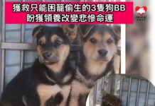 獲救只能困籠偷生的3隻狗BB 盼獲領養改變悲慘命運