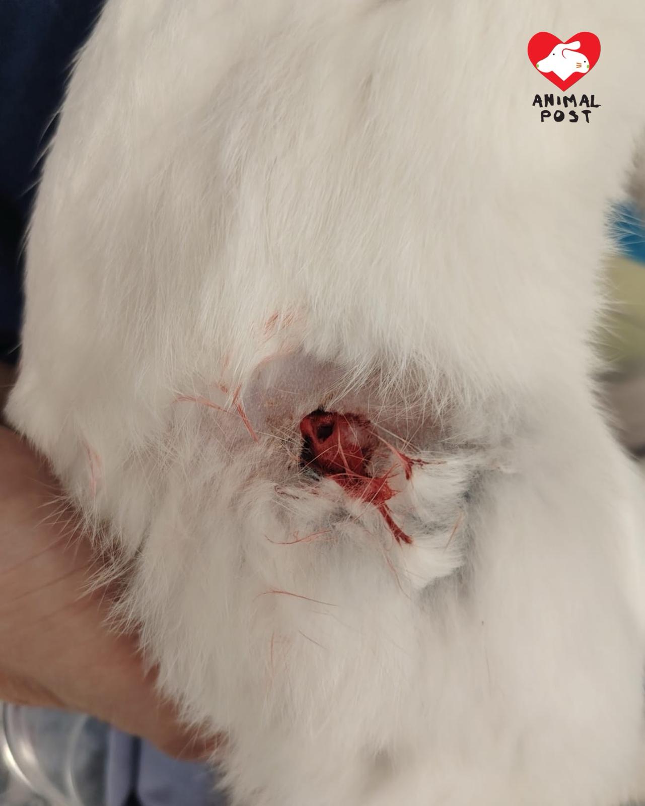 腳部受傷。