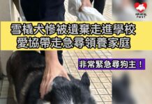 雪橇犬慘被遺棄走進學校 愛協帶走急尋領養家庭