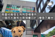 南豐紗廠發生狗狗墮樓事故 11個月大唐狗出席領養日於3樓墮下離世
