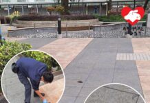 房署保安漠視生命 小斑鳩痛失救援(文:熱心市民林先生)