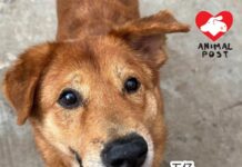 以幸福笑容照片作別 苦命社區狗獲救一年突因心臟病發猝逝