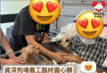 資深狗場義工臨終圓心願 兩狗狗病塌道別心愛主人