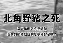 北角野豬之死 當人豬衝突愈見頻繁 現有的動物救援制度準備好了嗎?(文:香港野豬關注組)
