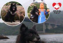 經歷火災墮樓被棄養 狗狗以笑容相迎等待領養