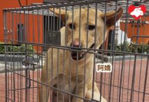 義工從漁護署救出狗媽媽 將安排和子女團聚