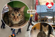 宏福苑宏仁閣八貓貓主今回屋執拾 尚有一貓失蹤至今 單位中沒發現貓屍仍有生存希望