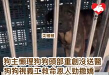 狗主懶理狗狗頭部重創沒送醫 狗狗視義工救命恩人勁撒嬌