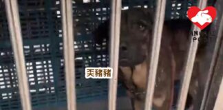 狗主懶理狗狗頭部重創沒送醫 狗狗視義工救命恩人勁撒嬌