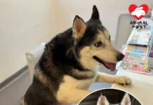 雪橇犬日前慘被遺棄跑進學校 愛協稱性情溫馴將轉送領養部尋家