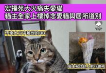 宏福苑大火痛失愛貓 貓主全家上樓悼念愛貓與居所道別