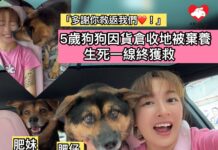 5歲狗狗因貨倉收地被棄養 生死一線終獲救