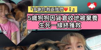5歲狗狗因貨倉收地被棄養 生死一線終獲救
