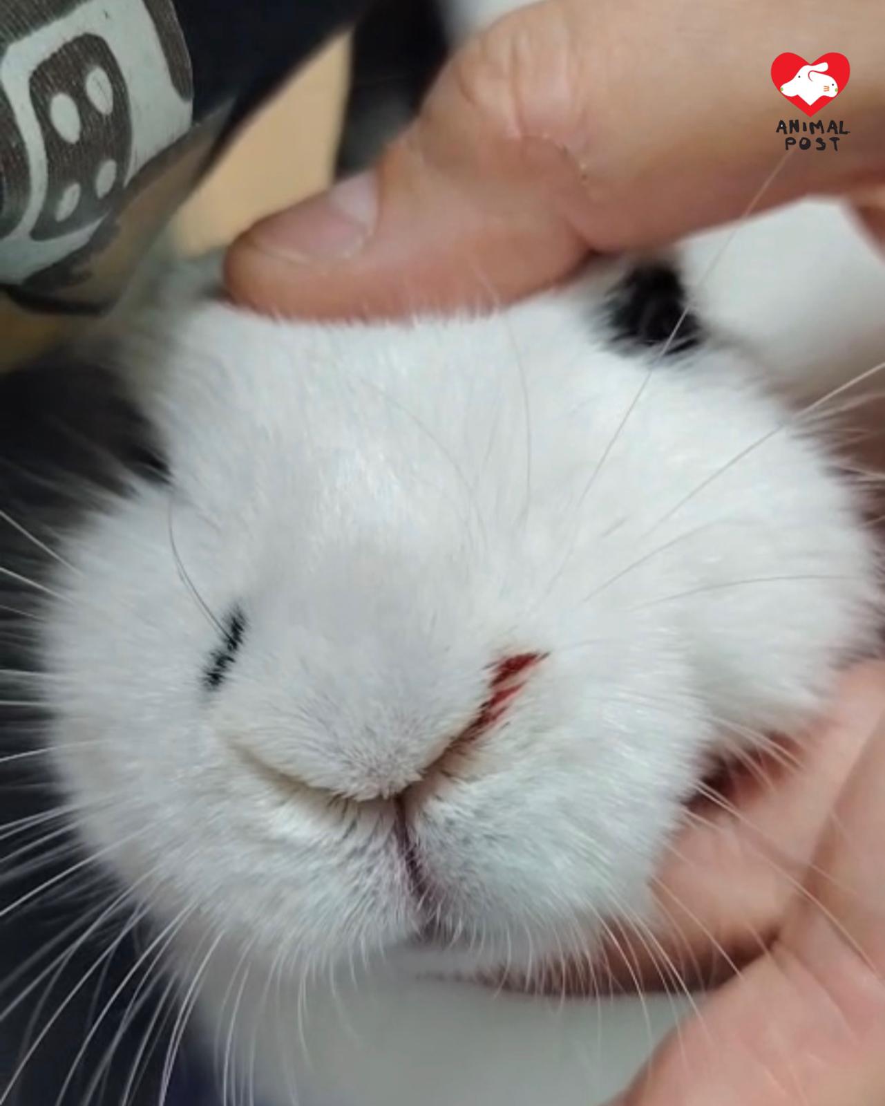 兔兔鼻子流血。