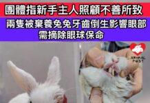 兩兔兔牙齒倒生影響眼部 需摘除眼球保命 團體指新手主人照顧不善所致