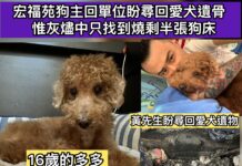 宏福苑狗主回單位盼尋回愛犬遺骨 惟灰燼中只找到燒剩半張狗床