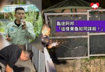 屯門蝴蝶灣兩隻淡水龜險被沖出大海 龜途阿邦救起直斥龜主:「這等同謀殺!」