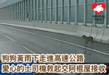 狗狗黃雨下於深圳灣公路驚惶奔跑 愛心的士司機救起交阿棍屋接收
