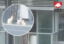 將軍澳海茵莊園有住戶讓貓貓走進露台 熱心市民冀釀悲劇前改變做法