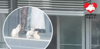 將軍澳海茵莊園有住戶讓貓貓走進露台 熱心市民冀釀悲劇前改變做法