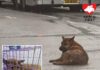暴雨中狗狗堅持呆坐馬路中心 義工救起急尋狗狗身世