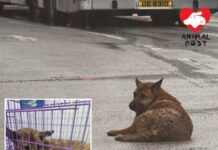 暴雨中狗狗堅持呆坐馬路中心 義工救起急尋狗狗身世