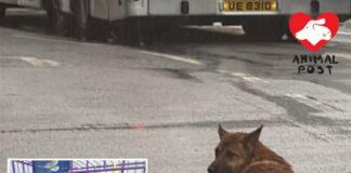 暴雨中狗狗堅持呆坐馬路中心 義工救起急尋狗狗身世
