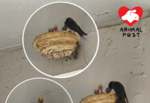 沙田中心天橋燕子歸來 近日誕下小生命